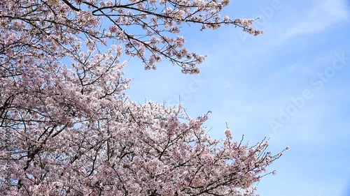 桜06