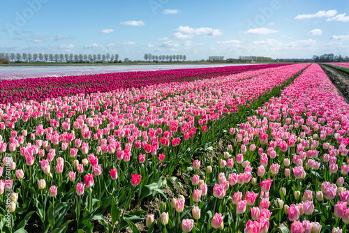 Deze paarse in volle bloei staande tulpen worden gekweekt door de bollenkweker voor de bloembol photo