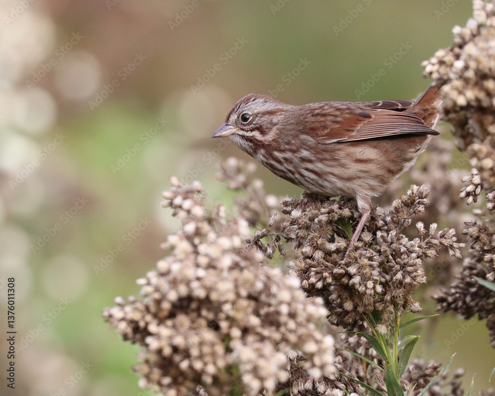 Sparrow on Dried Plants Sparrow on Dried Plants