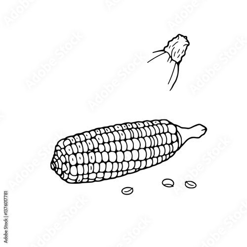 Hand-Drawn Illustration Of An Ear Of Corn And Kernels