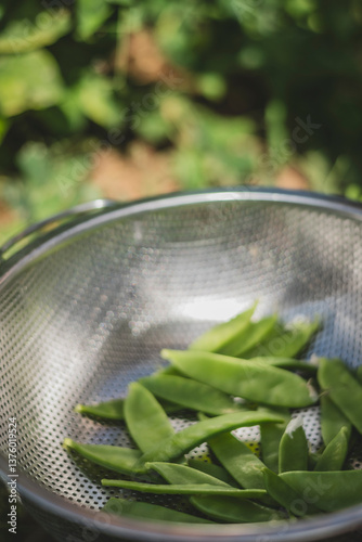 Fresh commons beans in colander photo