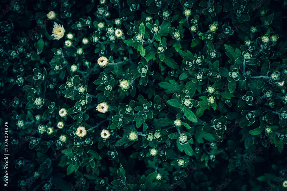 A close up of dark green Chrysanthemum leaves and flower buds pattern texture A close up of dark green Chrysanthemum leaves and flower buds pattern texture