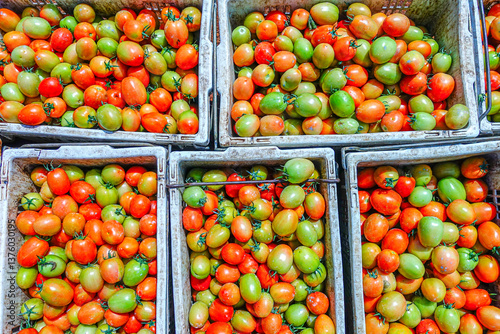 Close-up of Fresh and Ripening Tomatoes in a Basket, Tomatoes Harvest