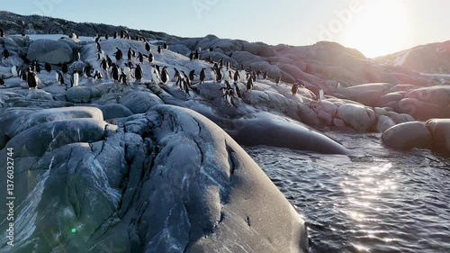 Penguins rocky landscape. Gentoo Penguin, wild animals icy water Arctic, Antarctica wildlife. Mountains stones rocks beach. Ice scenery winter nature cold ocean, Tourism travel adventure, aerial view