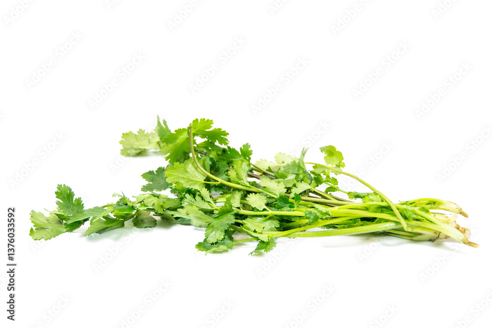 Green and fresh coriander isolated