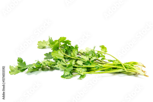 Obraz na płótnie Green and fresh coriander isolated w salonie