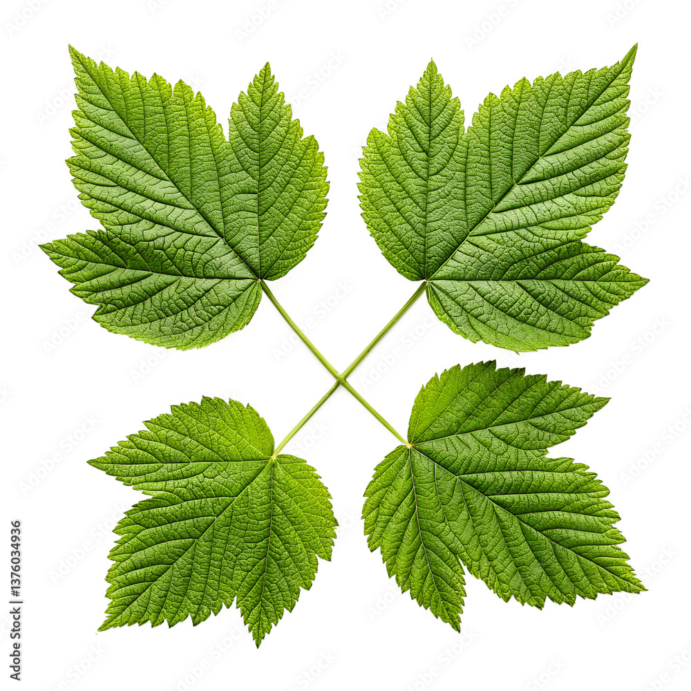 Fototapeta premium Four-leaf clover isolated on transparent background