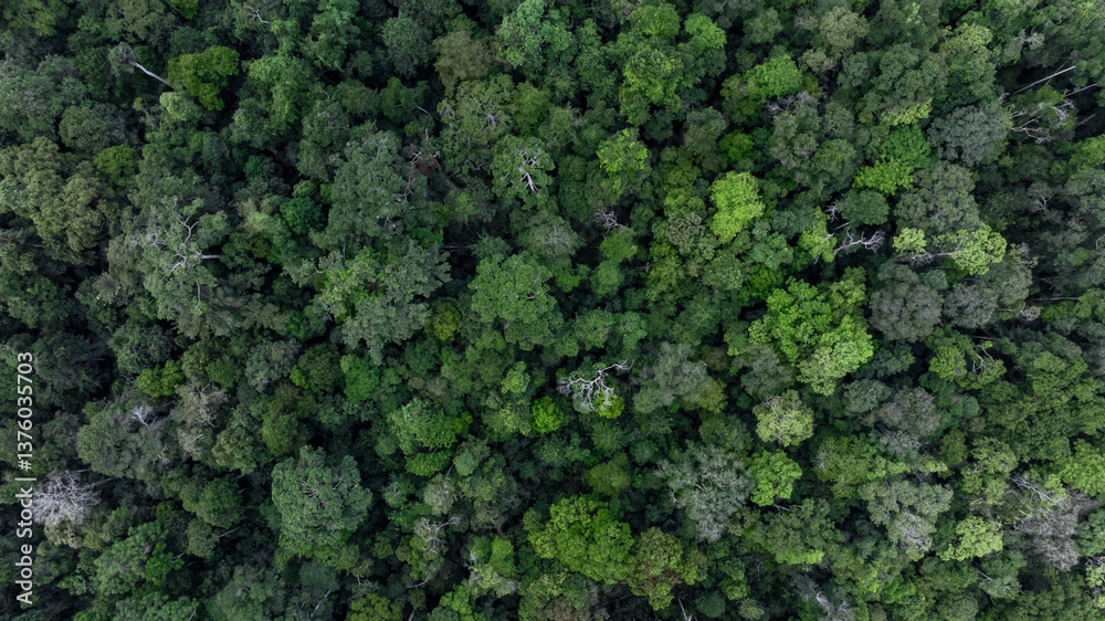 Forest and tree landscape texture abstract background, Top view forest atmosphere area, Texture background forest tree view from above, Ecosystem ecology environment, Green forest and green tree.