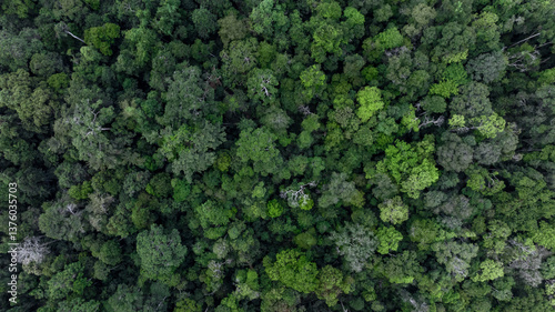 Obraz na płótnie Forest and tree landscape texture abstract background, Top view forest atmosphere area, Texture background forest tree view from above, Ecosystem ecology environment, Green forest and green tree. w salonie