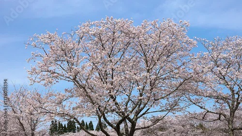 桜08