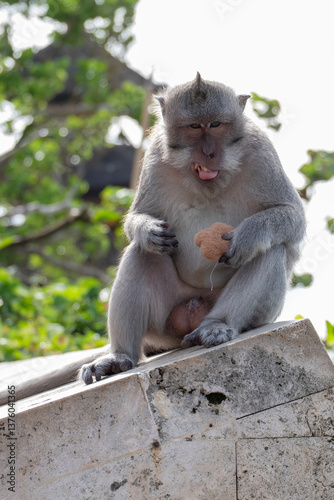 Photography Long-tailed macaque, macaca fascicularis, monkey on over Indian Ocean in Uluwatu Temple, Bali, Indonesia