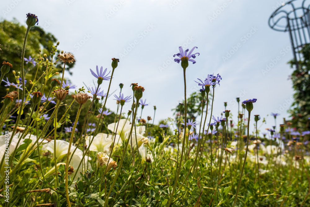 Obraz premium 空を仰ぐブルーデイジーの花たち