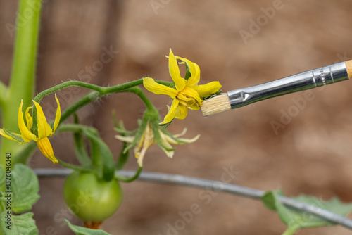 Принти на полотні Hand pollinating flower on tomato plant with brush