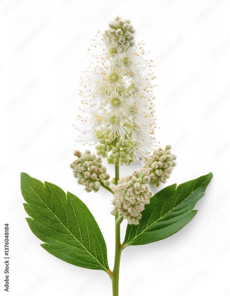 White studio backdrop highlighting black cohosh bloom, featuring delicate white blossoms and verdant green foliage, revealing botanical elegance