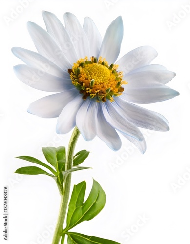 Light blue and yellow eyebright flower blossoming near verdant green leaves, showcasing delicate petals against pristine white studio background, emphasizing botanical elegance photo