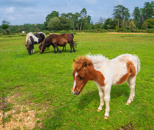 Brown and white pony New Forest National Park Hampshire England Uk