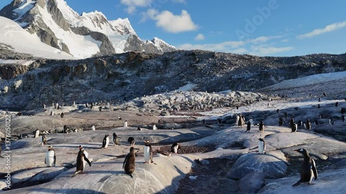 Penguins rocky landscape. Gentoo Penguin, wild animals icy water Arctic, Antarctica wildlife. Mountains stones rocks beach. Ice scenery winter nature cold ocean, Tourism travel adventure, aerial view