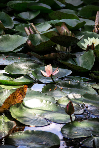 ranquil Lotus Blossom Floating on Lily Pads
