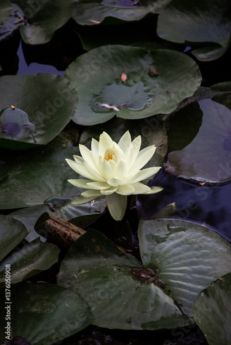 White Water Lily Blooming in Sunlit Pond
