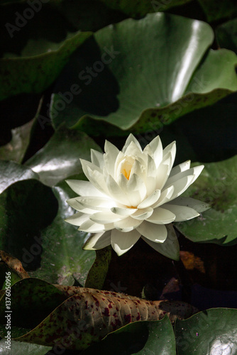 White Water Lily Blooming in Sunlit Pond
