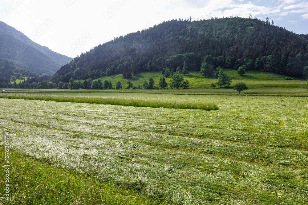 Heuwiese, Losenheim, Schneeberg-Region, NIederösterreich, Öste