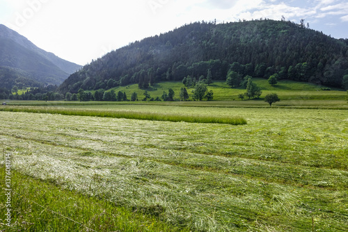 Obraz na płótnie Heuwiese, Losenheim, Schneeberg-Region, NIederösterreich, Öste w salonie