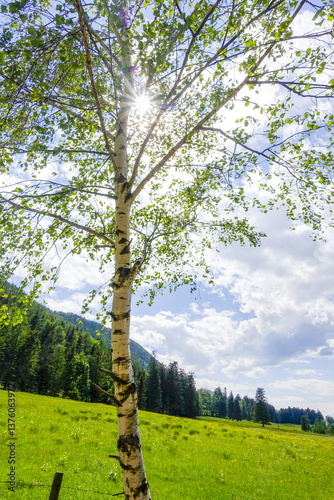 Obraz na płótnie Birke (Betula sp.), Alm, Maumau-Wiese, Losenheim, Schneeberg-Reg w salonie