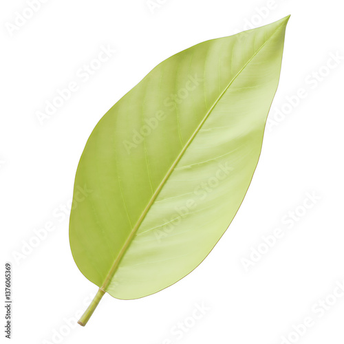 Green Leaf Texture, Realistic Veins, Transparent Background.