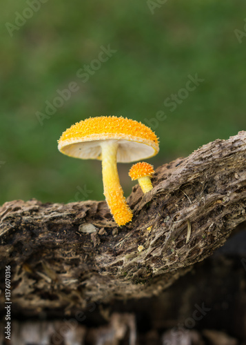 Golden-scruffy collybia (Cyptotrama asprata) mushroom in Sao Francisco de Paula, South of Brazil