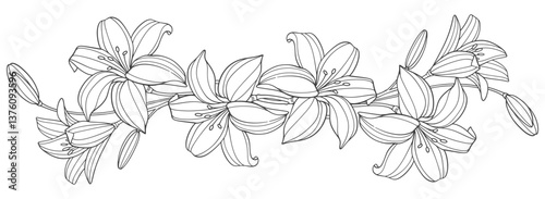 Sketch Floral Botany Collection. flower drawings. Black and white with line art on white backgrounds. Hand Drawn Botanical Illustrations.Vector.