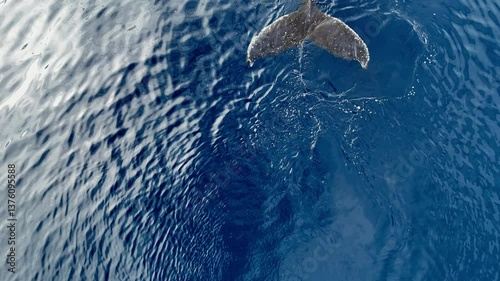 Whale tail wild animals at cold water ocean. Iceberg expedition snow Antarctica, Arctic, Norway wildlife of marine mammals. Ice nature winter north ocean. Tourism travel adventure concept. Aerial view