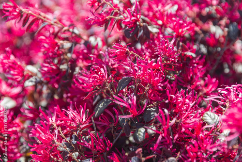 Loropetalum chinense, also known as Chinese fringe flower, with red flowers in a garden photo