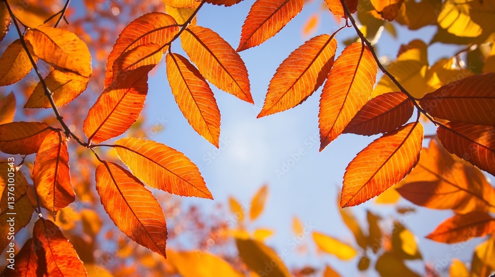 Brilliant autumn foliage against serene blue sky creating a vibrant scene Brilliant autumn foliage against serene blue sky creating a vibrant scene