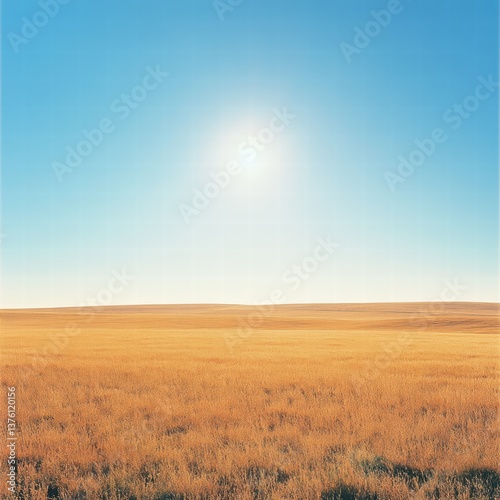 A vast field of golden grass stretching to the horizon, with the sun hanging high in a clear, cloudless blue sky, casting soft, natural light across the landscape