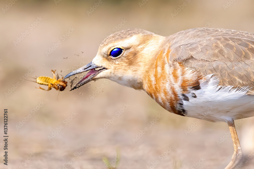 Obraz premium red headed woodpecker