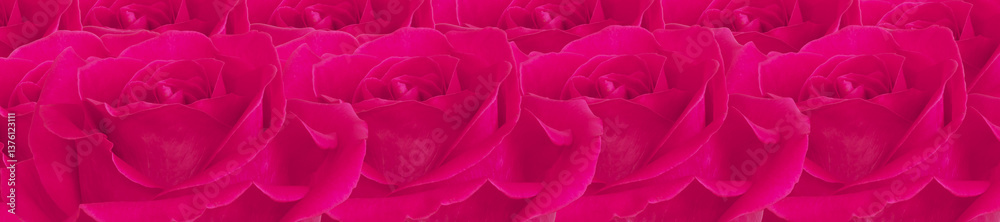 Panorama Pattern of Vivid Pink Roses in Full Bloom