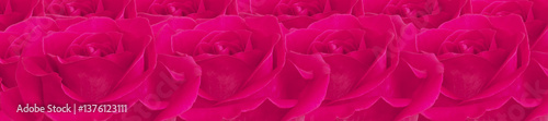 Obraz na płótnie Panorama Pattern of Vivid Pink Roses in Full Bloom w salonie