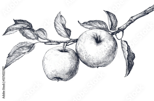 Fresh apple on branch look so appetizing