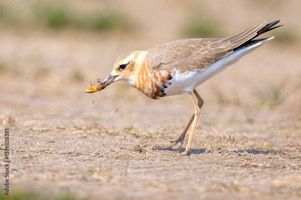 Obraz premium black crowned night heron