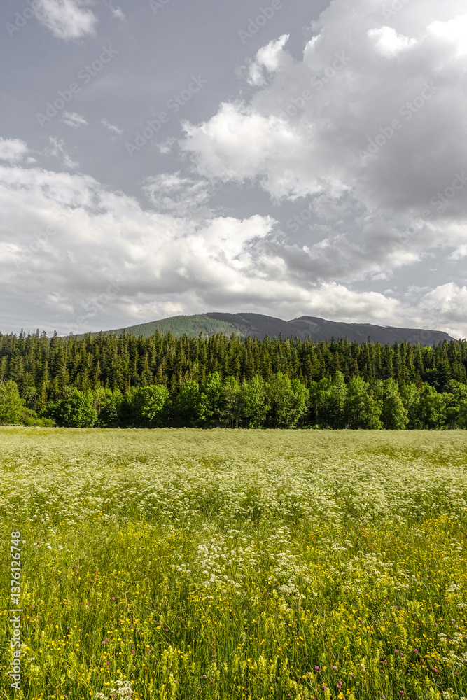 Heuwiese, Losenheim, Schneeberg-Region, NIederösterreich, Öste