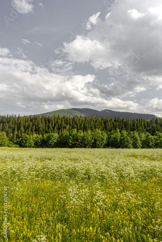 Obraz na płótnie Heuwiese, Losenheim, Schneeberg-Region, NIederösterreich, Öste w salonie