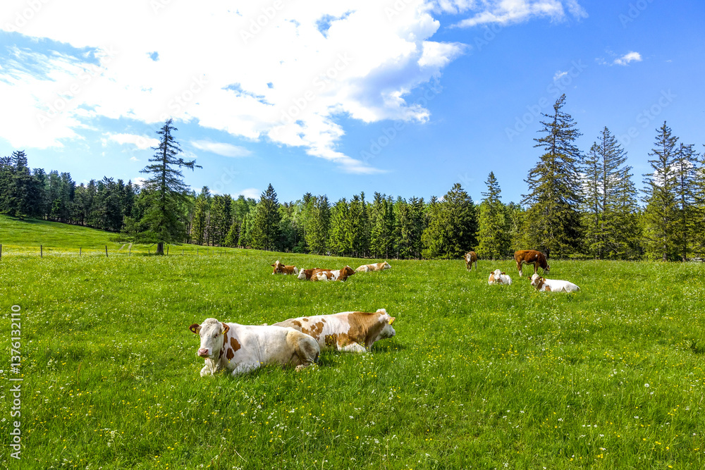 Φωτογραφία Kühe auf der Alm, Maumau-Wiese, Losenheim, Schneeberg-Region, N