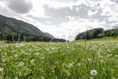 Obraz na płótnie Alm, Maumau-Wiese, Losenheim, Schneeberg-Region, NIederösterrei w salonie