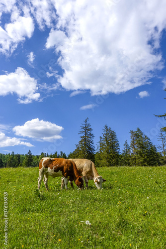 Obraz na płótnie Kühe auf der Alm, Maumau-Wiese, Losenheim, Schneeberg-Region, N w salonie