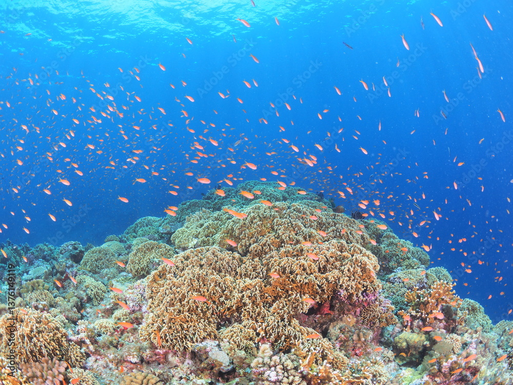 Naklejka premium 南国の鮮やかな海でシュノーケルするイメージ