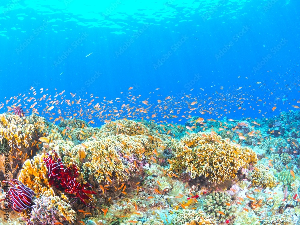 Fototapeta premium 南国の鮮やかな海でシュノーケルするイメージ