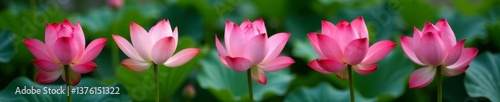 Close-up of blooming lotus flower in different growth stages, petals, flower, close-up