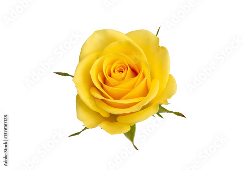 Fresh beautiful yellow rose isolated