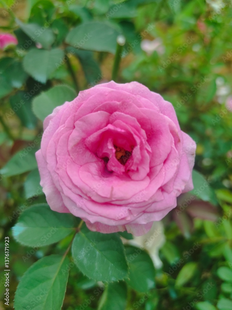 pink rose in garden pink rose in garden