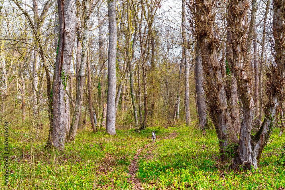 Obraz premium Husky dog runs in green spring forest